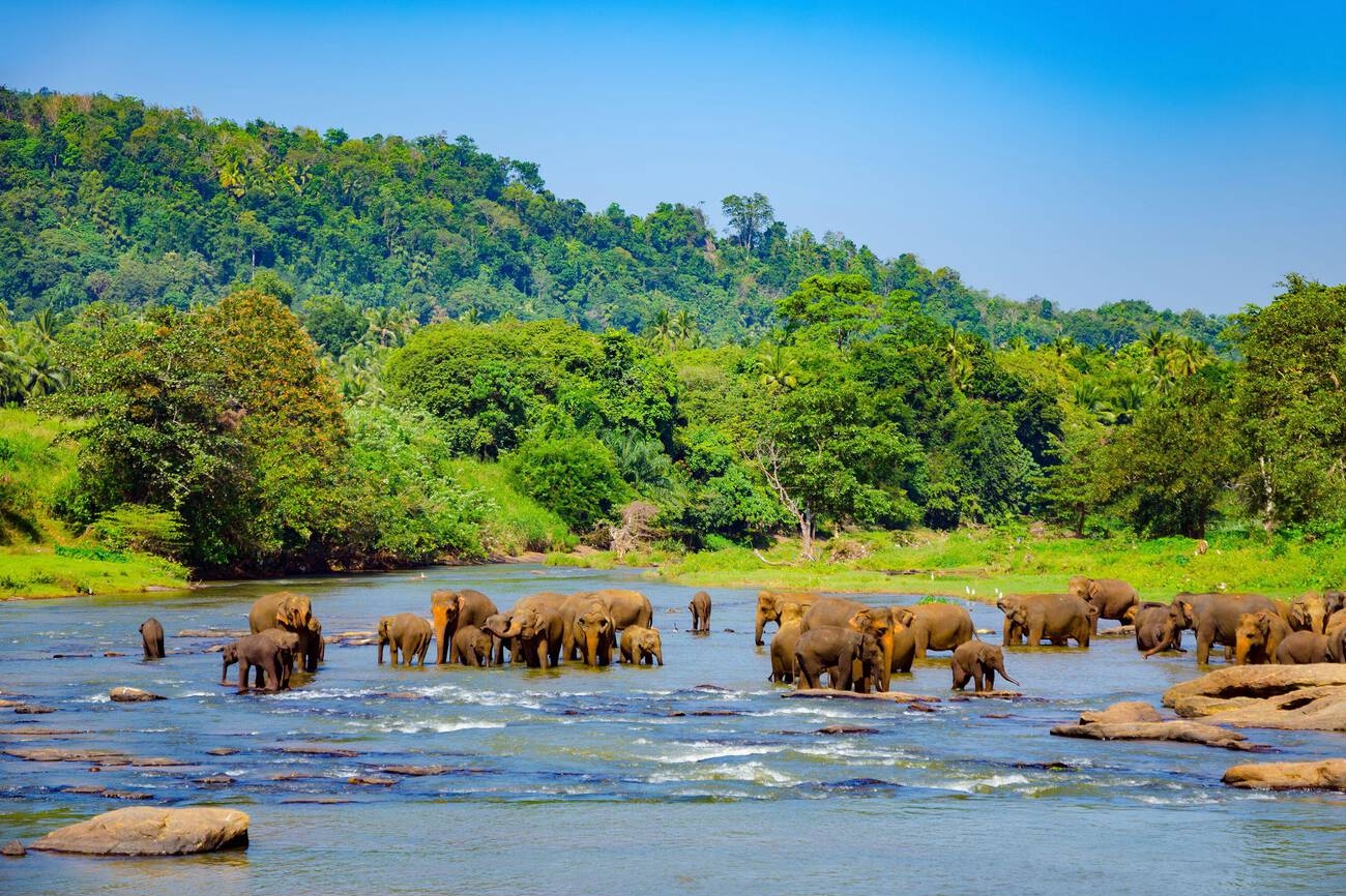 Glimpse of Sri Lanka 04 Nights 5